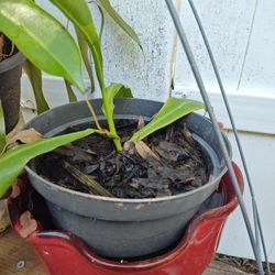 Carnivorous Pitcher Plant