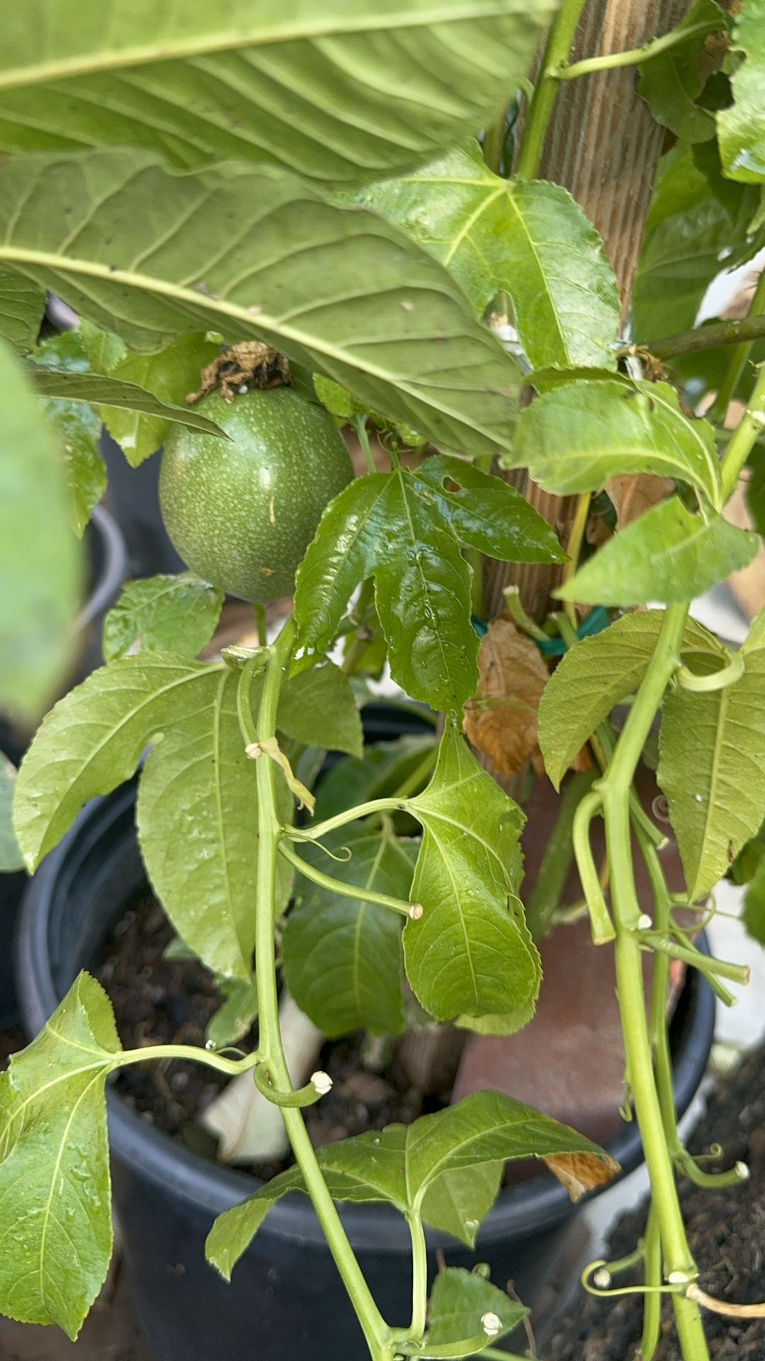 Passion Fruit Tree Passion fruit is an exotic purple fruit that can be a healthful addition Passion fruit is an exotic purple fruit that can be a