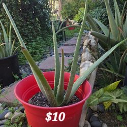 Aloe Vera Plant EACH