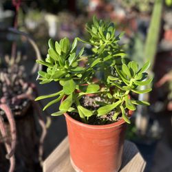 Sedum Dendroideum Succulent /Tree Stonecrop
