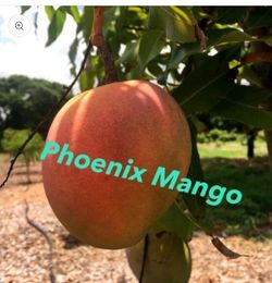 Phoinex mango trees