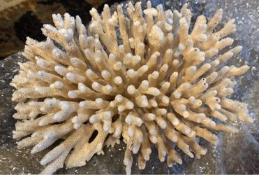 Coral decor