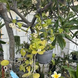 Big Hoya Almost Blooming