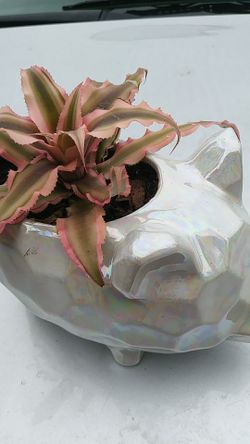 Iridescent Pig pot with succulent