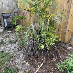 Stump Grinding For Sale