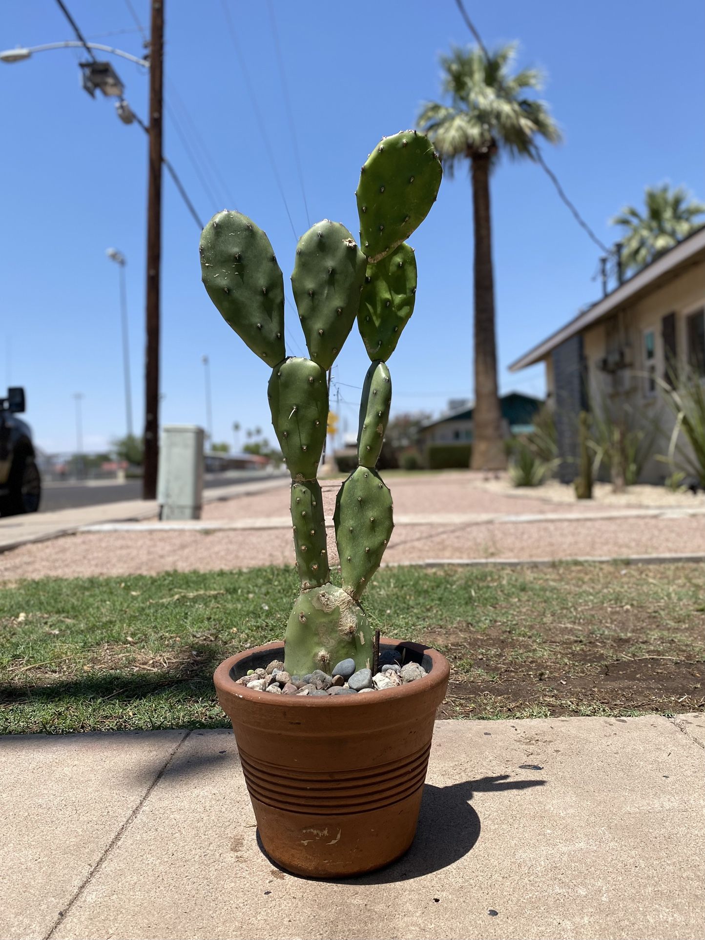 Prickly Pear Cactus Plant