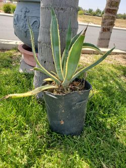 Green and yellow stripe Agave