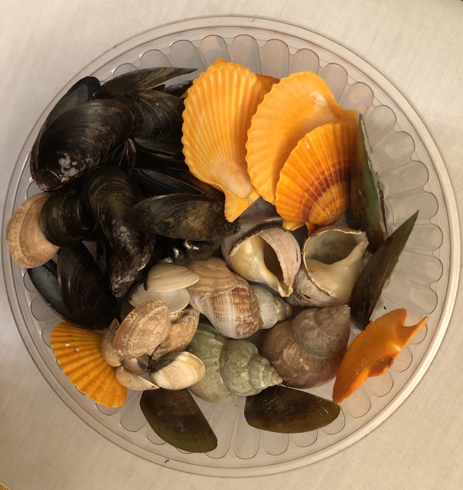 Different Types of National Shells. Please Read Description.