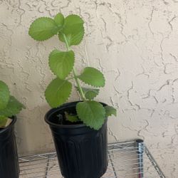 Orégano Plant ( Oregano De La Tierra ) 1 Gallon Pot