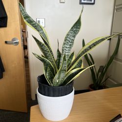 Sansevieria Suberba Snake Plant Flower Pot