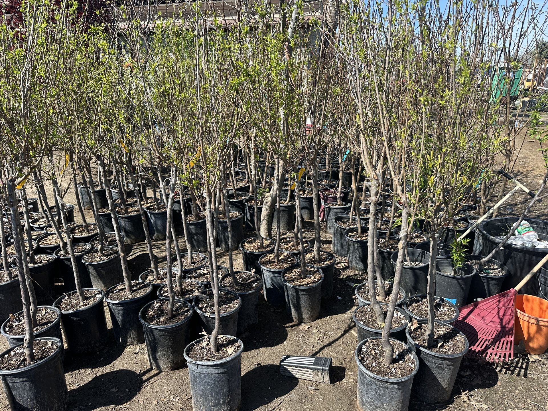 Fruits trees for sale 🍑🍋🍊