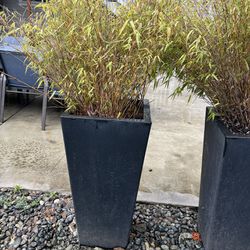 Large Planter With bamboo