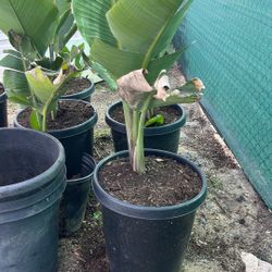 Giant Birds Of Paradise 