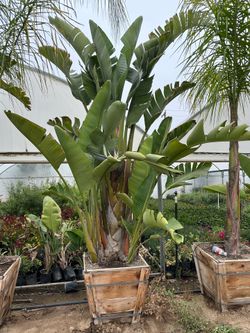 Strelitzia nicolai, wild banana, giant white bird of paradise 24” Box