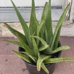 Aloe Plant Shade Perfect For Store Decir $15