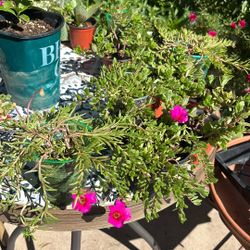 Portulaka End Rallito De Sol Plant