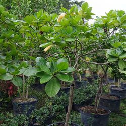 Large Gardenia Trees 25gl $200🌸Fragrant Blooms