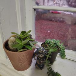 Donkey Tail And Mix Succulent/ Cactus