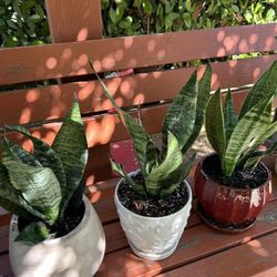 Beautiful Potted Snake Plants!!