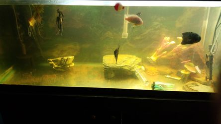 Fish tanks and accessories for sale.