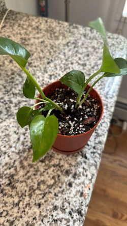 Pothos Plant