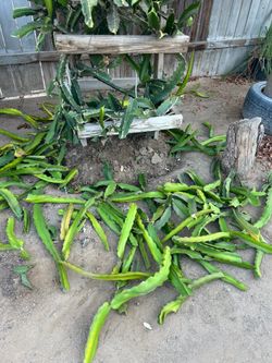Dragon fruit plant