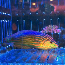 Fake Melanurus Wrasse