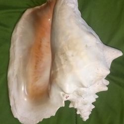 Conch Shell 