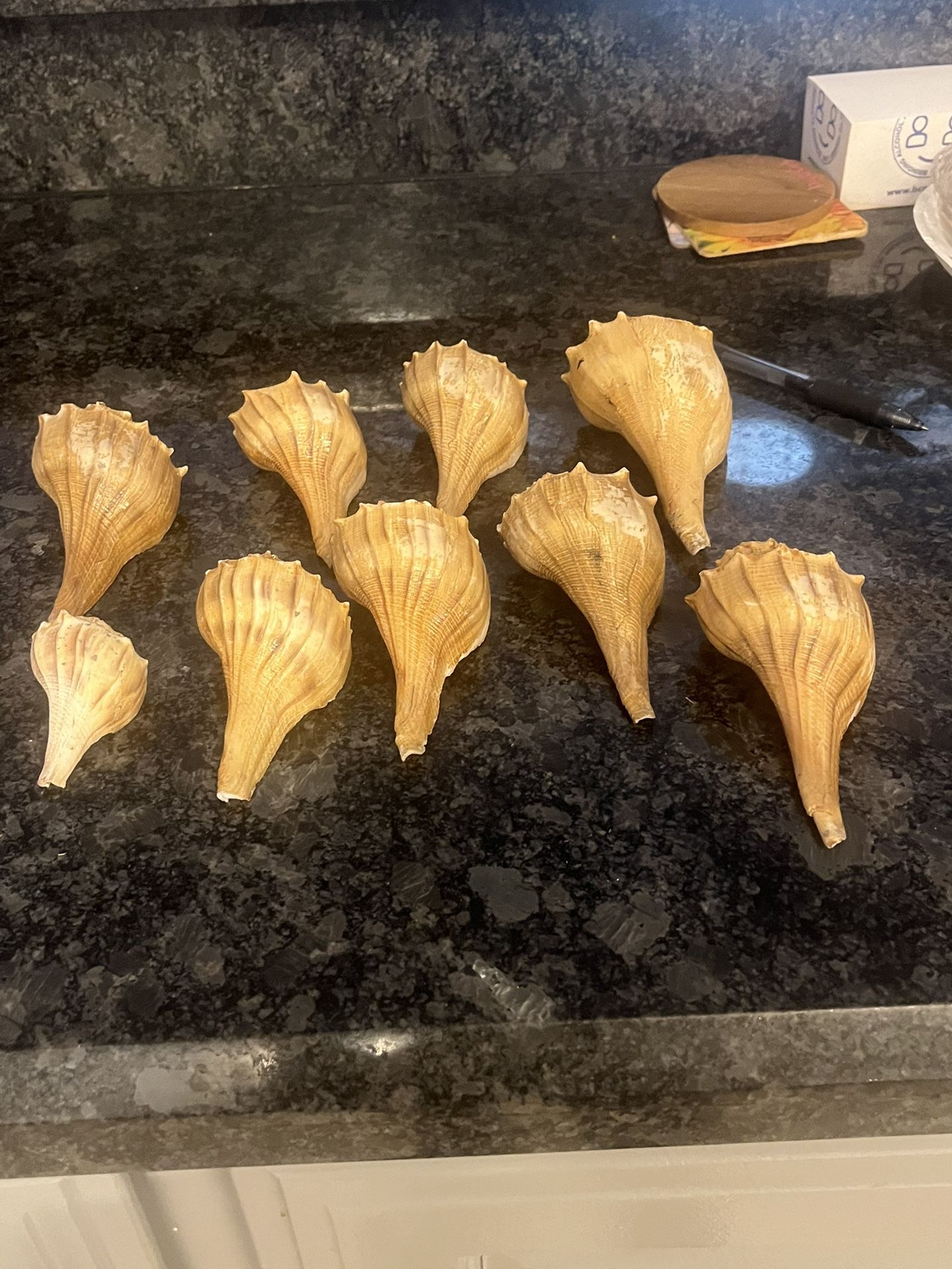 SEA SHELLS $3.25 Each Or Bundle 25