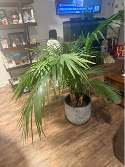 Beautiful Palm Plant in Premium Pot.  Very Healthy, Full, Vibrant