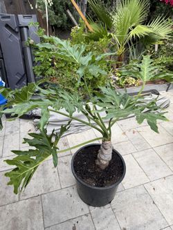 Split Leaf Philodendron