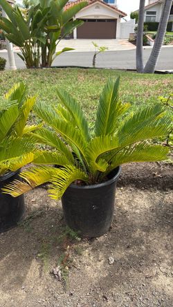 Plants