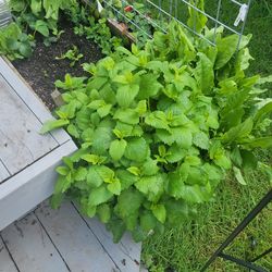 Free lemon balm  leaves from vegetable raised bed