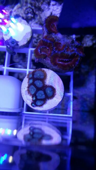9+ polyps of Miami Vice zoas morph coral