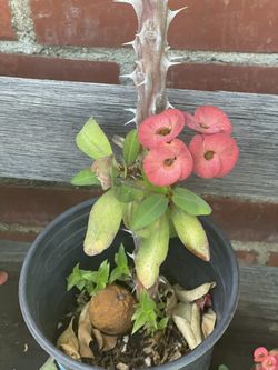 Crown Of thorns Coronas $10