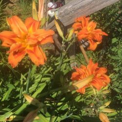 Double Orange Day Lilies  Kwanso 6 Each I Have 10 Left 