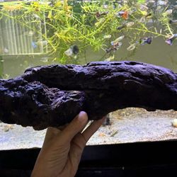 Live Driftwood With Beneficial Bacteria To Jump Start A Fish tank