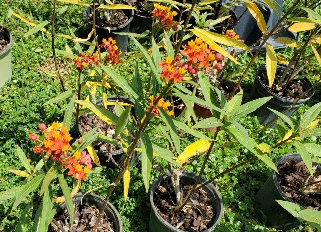 native and tropical milkweed plants 1 gal $4 ea, $2 and $3 available also