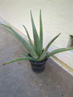 Aloe Vera Medicinal Plant