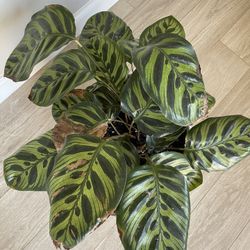 Calathea plant 