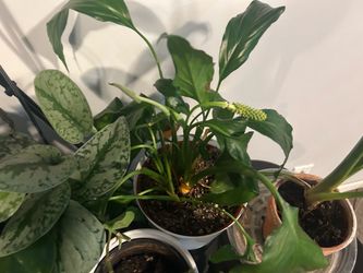 House Plants