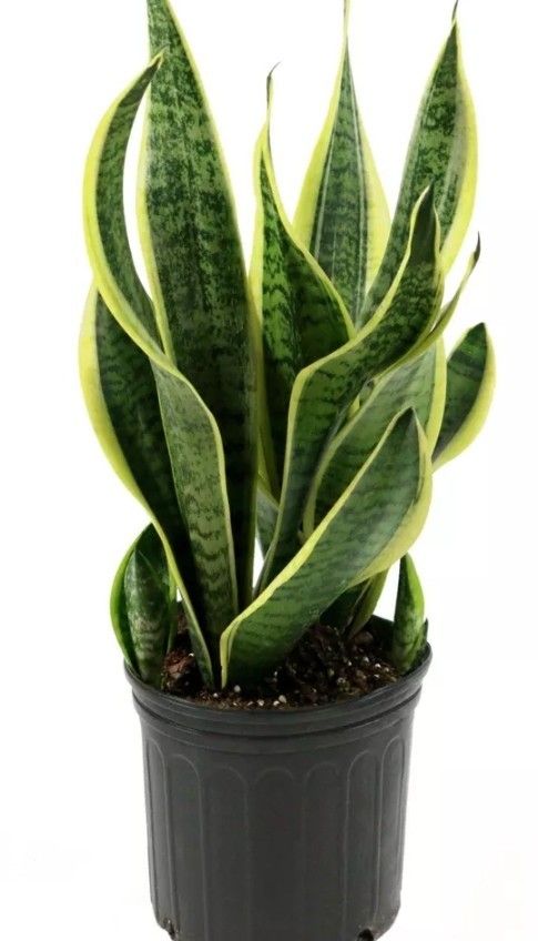 Mother In Laws Tongue Snake Plants Many Sizes 10in To 18 In Available In Pots