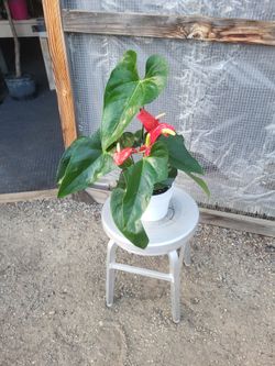 Anthurium Plant 6" Nursery Pot