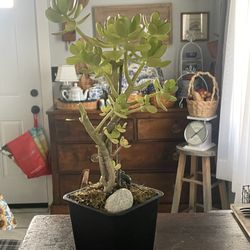 Live Jade Small Tree Style Succulent Plant