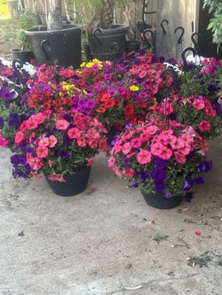 Plants plantas
