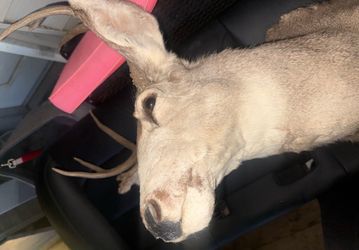 Authentic deer mount