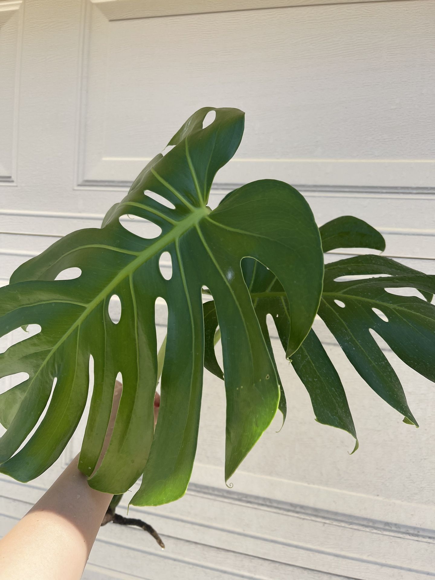 Monstera Deliciosa Plant CUTTING- Rooted