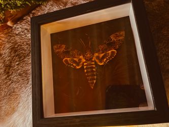 Framed Death Moth