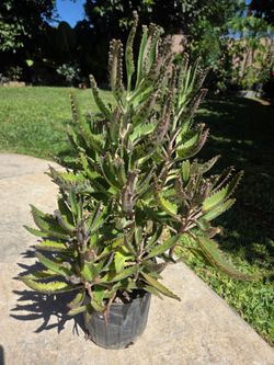 Kalanchoe Mother Of Thousand Suculent Plant Medesinal