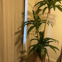 Tall Fake plant